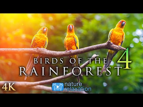 (4K) Breathtaking Colorful Birds of the Rainforest PART IV 1HR Wildlife Nature Film + Jungle Sounds