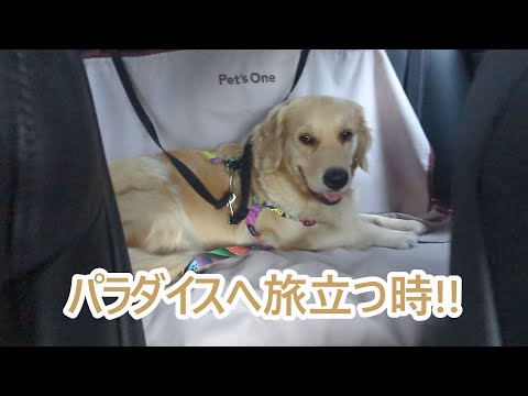 ティトとともに楽しむゴールデンレトリバーの日常と飼い主の視点 サムネイル