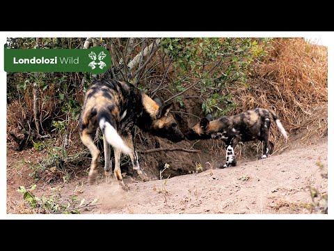 4K Wildlife Uninterrupted Magic | Toulon Pack and the Adopted Wild Dog Pups