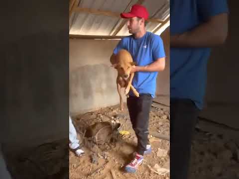 Humanity 🐕⬇️#savedogs @IndianMuslimsOfficial #humanityfirst