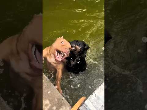 #dog #dogfight #fight #animals #shorts