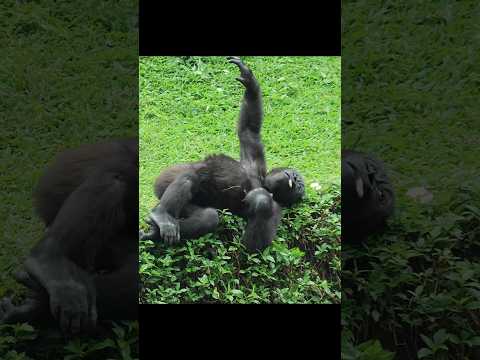 犬の動画サムネイル - adorable #gorilla 😆 #gorillatag #金剛猩猩 #台北市立動物園 #shorts