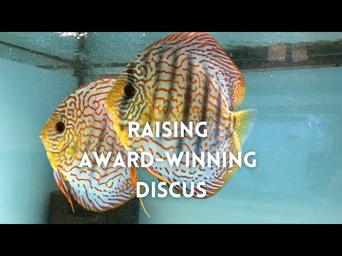 Raising Award-Winning Discus Willie Loh, president of the Minnesota Aquarium Society, talks about his recommendations for raising