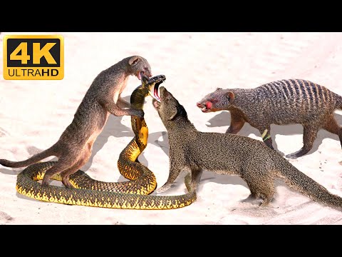 A Highly Venomous Snake Encounters a Mongoose Pack Attack, with a Tragic End for the Predator