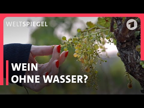 Überlebt der französische Wein den Klimawandel? | Weltspiegel Doku