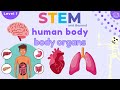 Human Body Functions and Anatomy