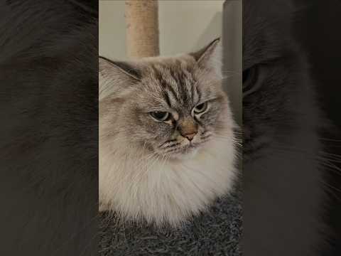 Life legacy #cat #funnycats #funny #shorts #viralvideo @LittleLove666 @dojacat