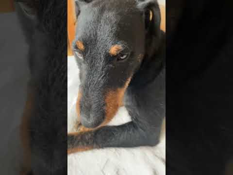 #youtubeshorts #pets #funny #family #sigma #omg #dog #black  #capcut #viral #cute #music #viralvideo