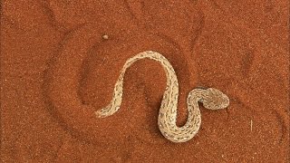 Snakes cannot slither across loose sand. So how do desert snakes move? Watch their bizarre solution