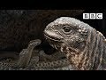 Understanding Snake Vision and Hatchling Survival