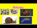 Mollusks: Types and Characteristics