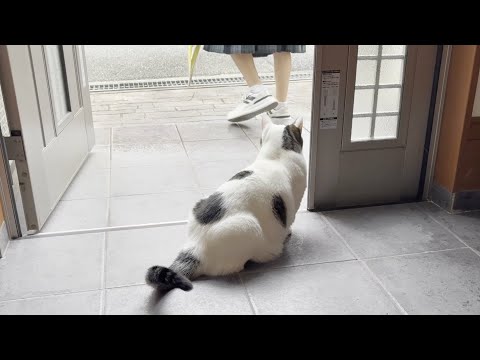 豆大福はお見送りと散歩の区別ができる賢い猫・・・のはず