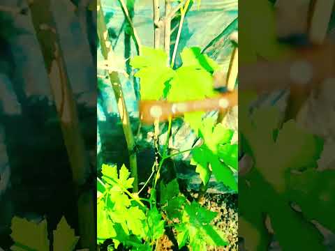 আমার তিতা করোলা গাছ।#assamvologs #shortvideo #shotrs #viralshorts #trending