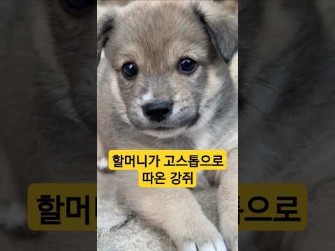 할무니가 고스톱으로 따옴 #animal #dog