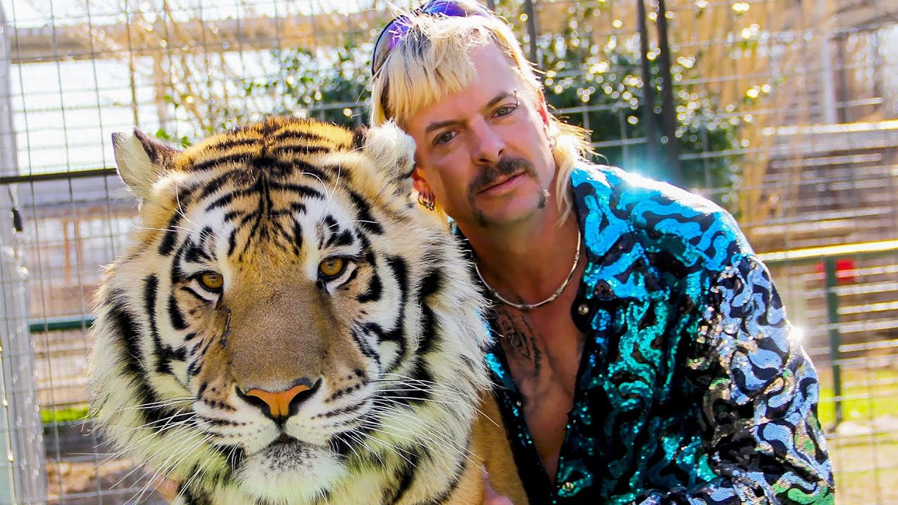 Why Captive Tigers Can-t Be Reintroduced to the Wild