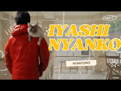 【猫動画】癒しの中の癒し！ニャンコズ〜にゃんともパレード〜#猫動画#猫#437