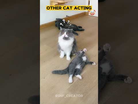 The Cat Acting Aura 💀🗿,#cat ,#trolfaceedit ,#trollface ,#shorts