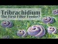 Tribrachidium and the Cambrian Explosion