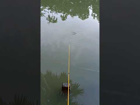 Big fish. #hook_fishing #uniquefishing #fishing #castnet #shorts #youtubeshorts
