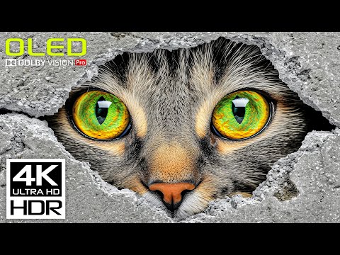 World&#39;s Coolest HDR Video in Marvellous 4K 60 FPS Dolby Vision
