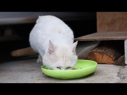 猫の動画サムネイル - 野良猫お食事　250630