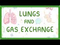 Understanding the Lungs and Gas Exchange