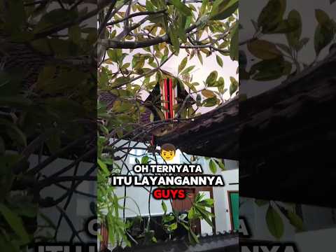Aku Bantu Ngambil Layangan Bebean Nyangkut Di Pohon Milik De Yoga‼️
