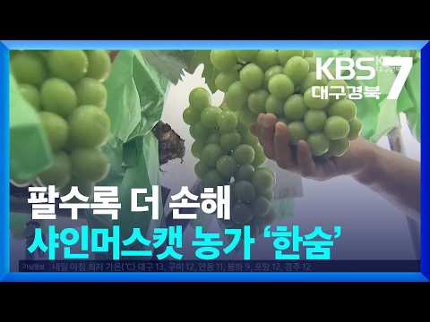 팔수록 더 손해…샤인머스캣 폭락에 <strong>농가</strong> ‘한숨’ / KBS 2026.10.26.