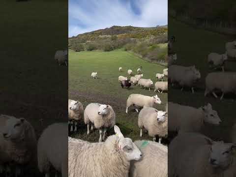 Border collie herds up the sheep