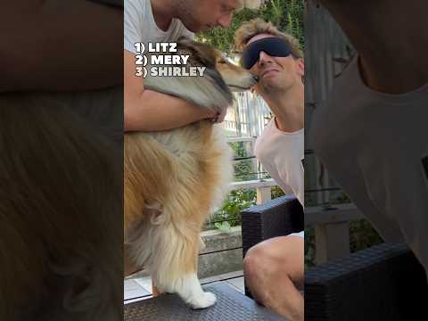 Che COSA avrebbe FATTO il TUO CANE?😂 #dog #cani #funny #animal  #blindfolded