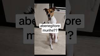 rwerimuga mumigeri 😂😂😂 #funny