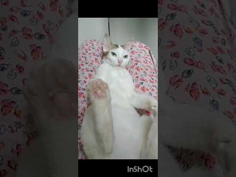 আমি নামাজি মেয়ে কারো ছেলে থাকলে বইলেন😳😳#shorts #fun #cat #tranding