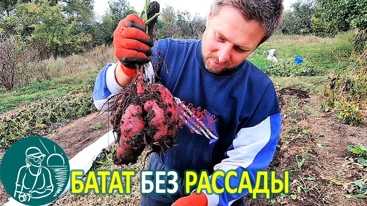 Выращивание батата без рассады с посадкой черенками из открытого грунта опыт гордеевых