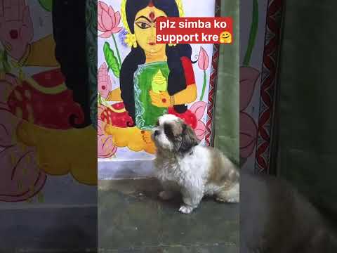 kya chahiye simba ko bhai se#ekmotahathighumechala #pets #viral #funny #puppy #puppyvideos #floof