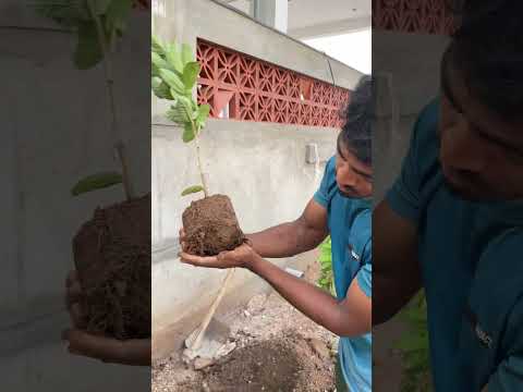 Our Dream Garden Update! 🌱 Red Banana & Taiwan Guava Growing Fast! 😍