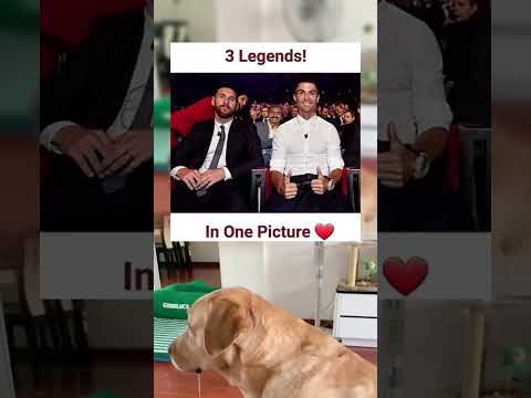 #memes #story #dog #shorts #pets