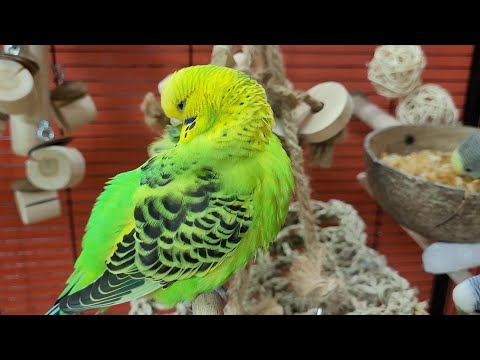 budgie sounds