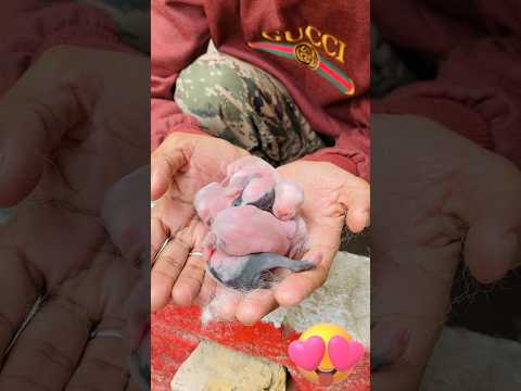 Princes Jacky🐇K Baby Agaye💖😍 #shorts #ytshorts #shortsfeed #trending #viral #rabbitbaby #petsvlog