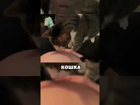 Я всё понимаю, МАМА! 😺👶 #животные