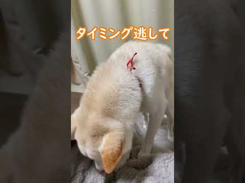 タイミングを逃して甘えられなかった柴犬はこうなりました(笑)＃shorts