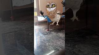 #comedy #funny #dance #love #entertainment