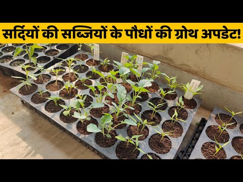 सर्दियों की सब्जियों के पौधों की ग्रोथ अपडेट | Winter Vegetables Seedling Care Tips & Growth Update