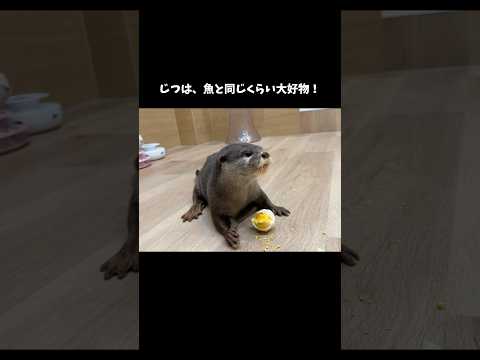 Otters Fight To Eat Boild Eggs! #shorts  #otter  #animals