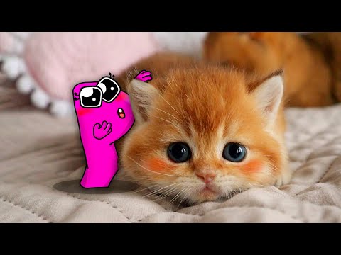 Funny Moments of Dogs and Cats Compilation - Best Funniest Animal Videos | Woa Doodland