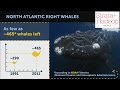 Whale Identification and Conservation Challenges