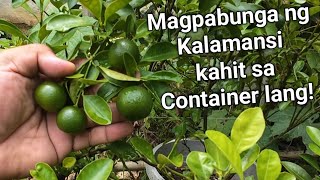 8 Tips Paano Magtanim at Magpabunga  ng Kalamansi sa Container 