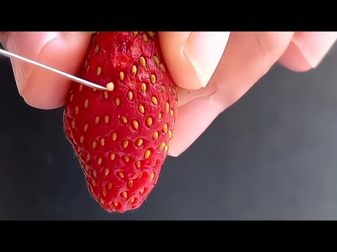 ابداع في زراعة الفراوله