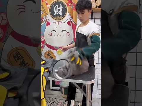 The difficult bathing process #petcat #pets