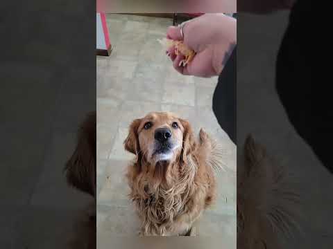 Funny and cute dogs compilation#funnydogs#cute#doglover#doglife#cure#dogshorts#pet#doglife