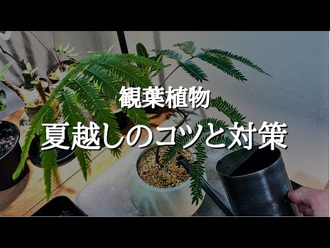 【観葉植物】意外と枯らしがちな夏の管理方法と元気に育てるためのコツ | 置き場所 | 水やり | 植え替え | 肥料 | 夏によくあるトラブルも解説